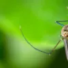 Incensos para afastar mosquitos