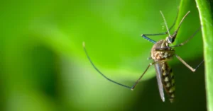 Incensos para afastar mosquitos